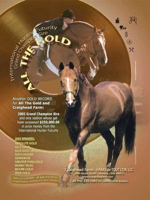 All the Gold stallion Hanoverian stallion