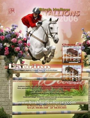 Birch Hollow Horses Holsteiner stallion Laurinn